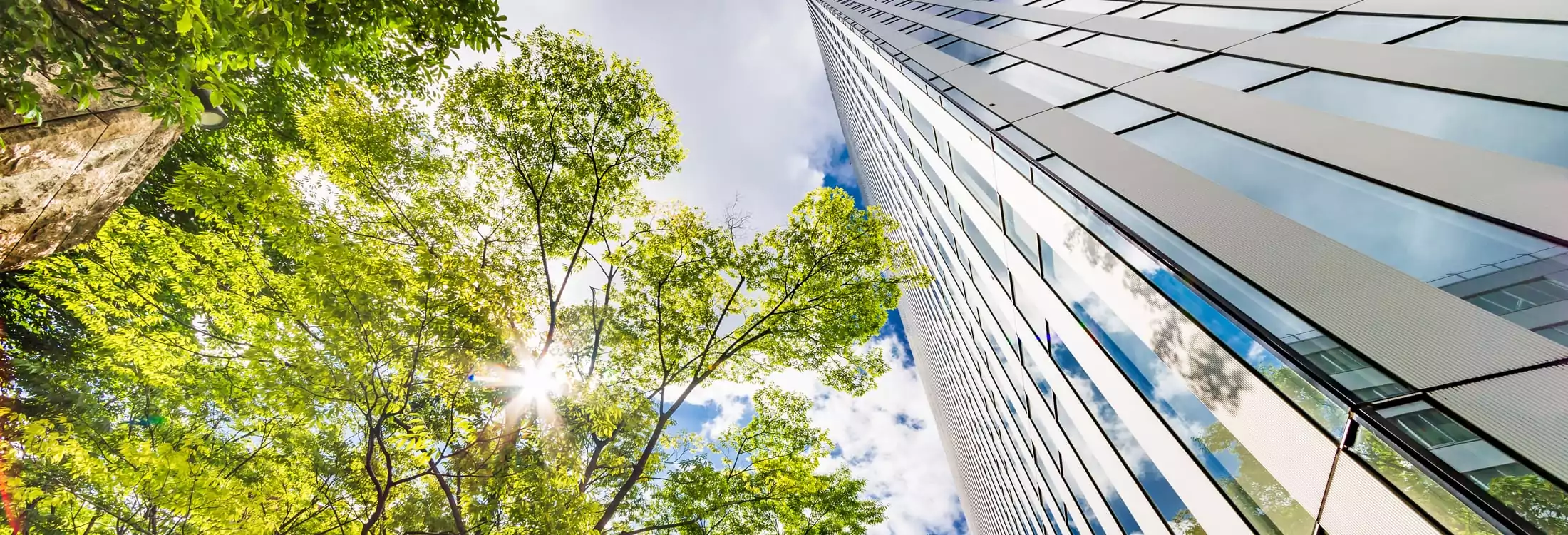 Trees-&-High-Rise-Bldg---Sust-Strategy-web trees & high rise building